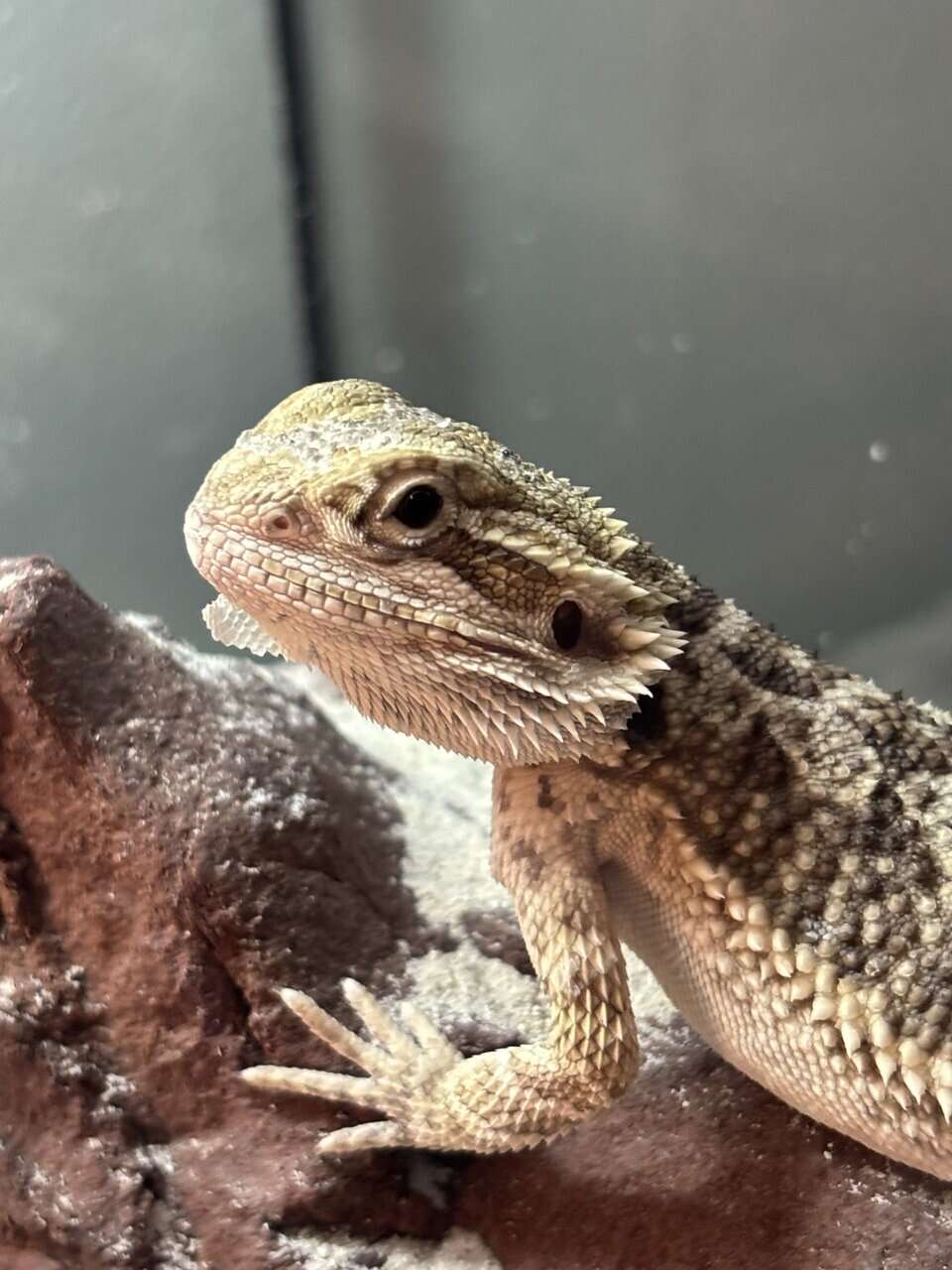Bearded dragon image 2