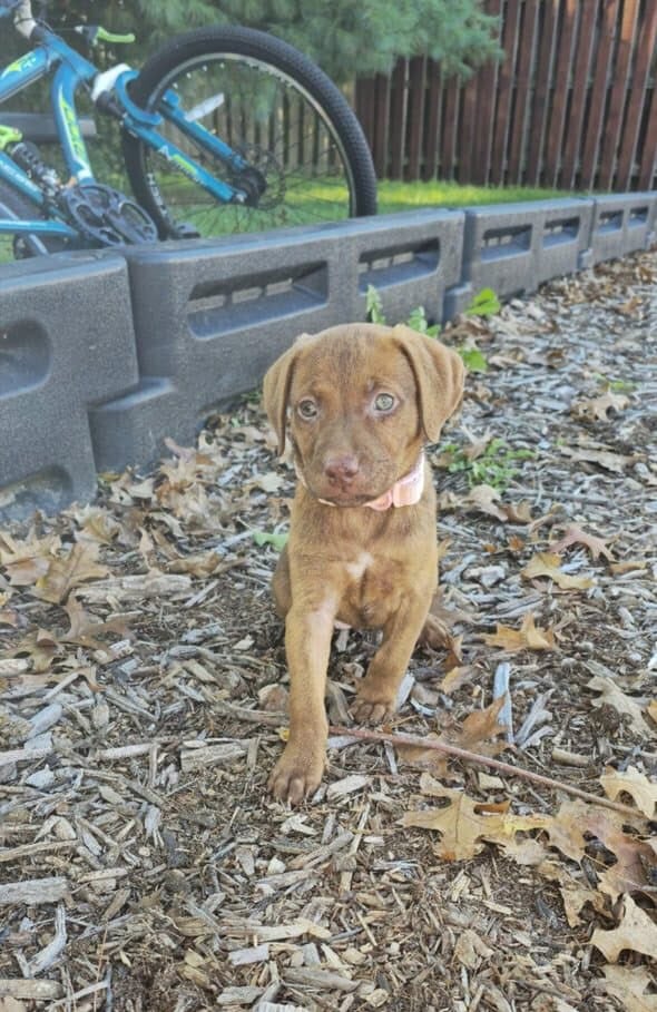 Puppy free image 1