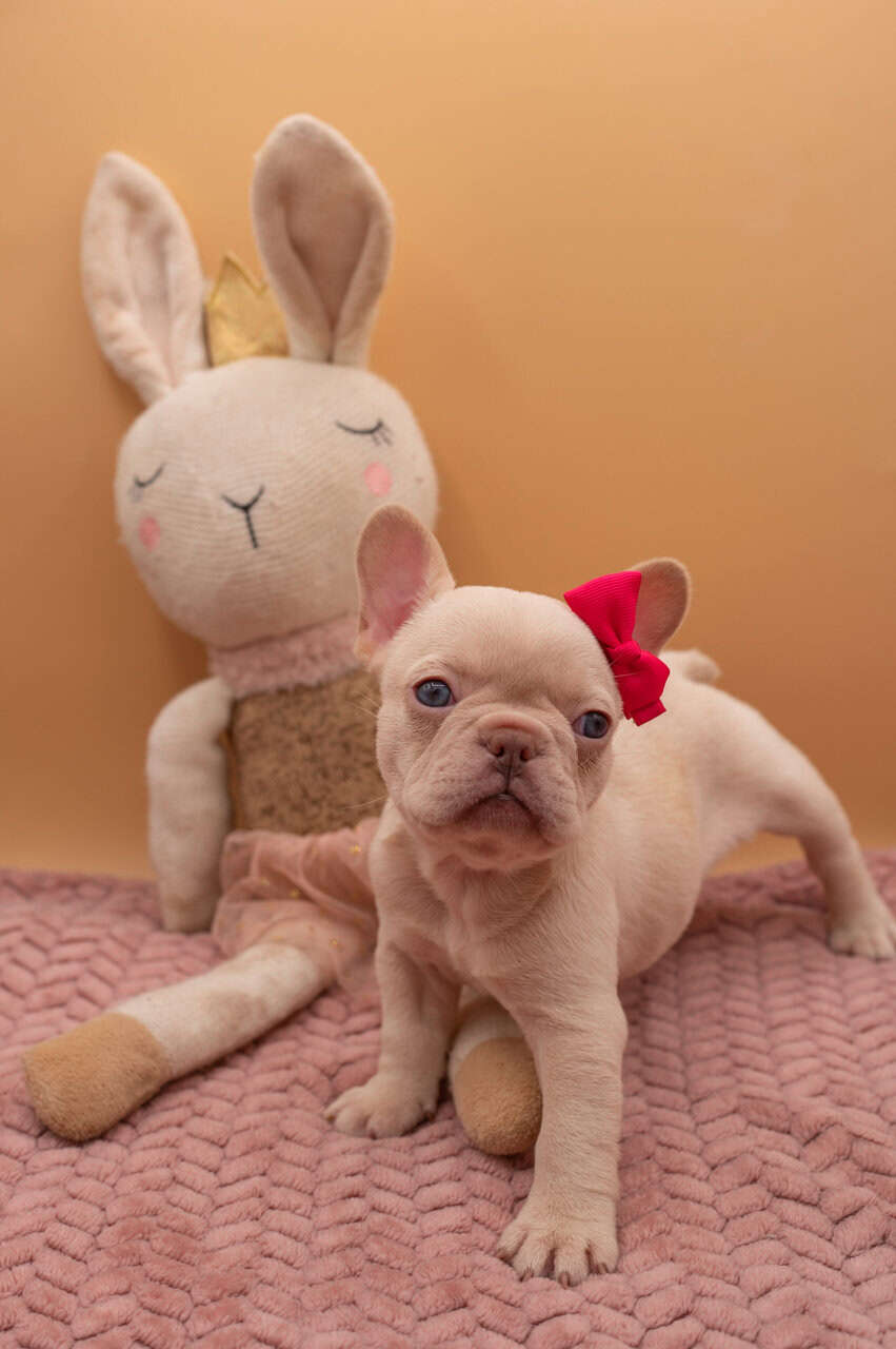 French Bulldog puppies image 1