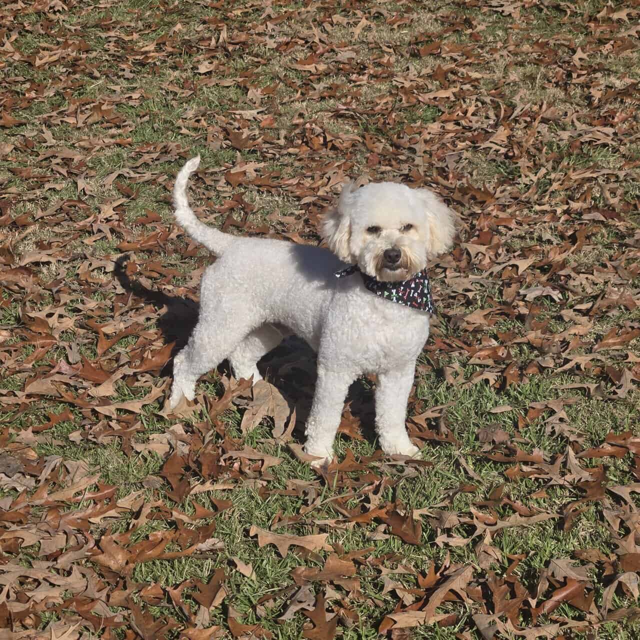 Bichon Frisé for adoption image 1
