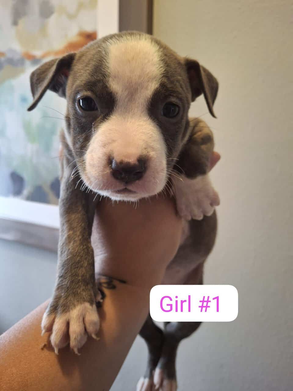 Pitbull puppies image 2