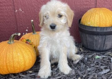 Mini Double Doodle Raah