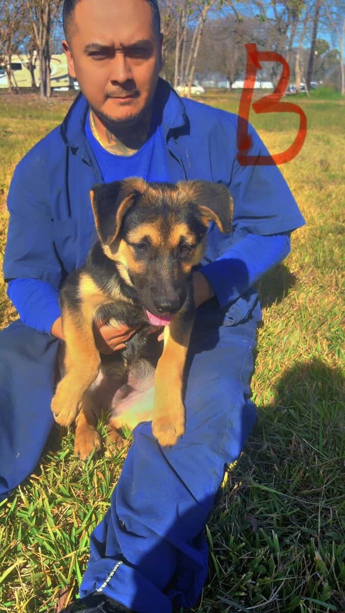 German Shepherd Puppies 4 sale SOON image 6