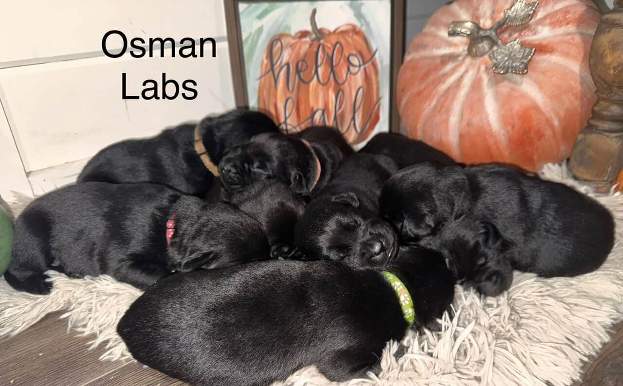 Black lab puppies available November 13th image 3