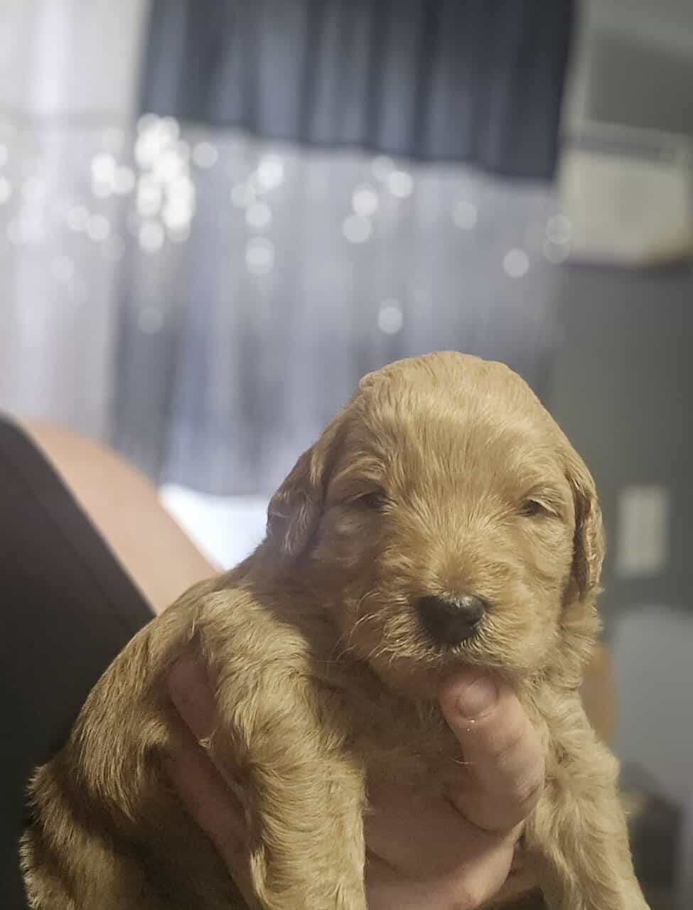 Goldendoodles image 5