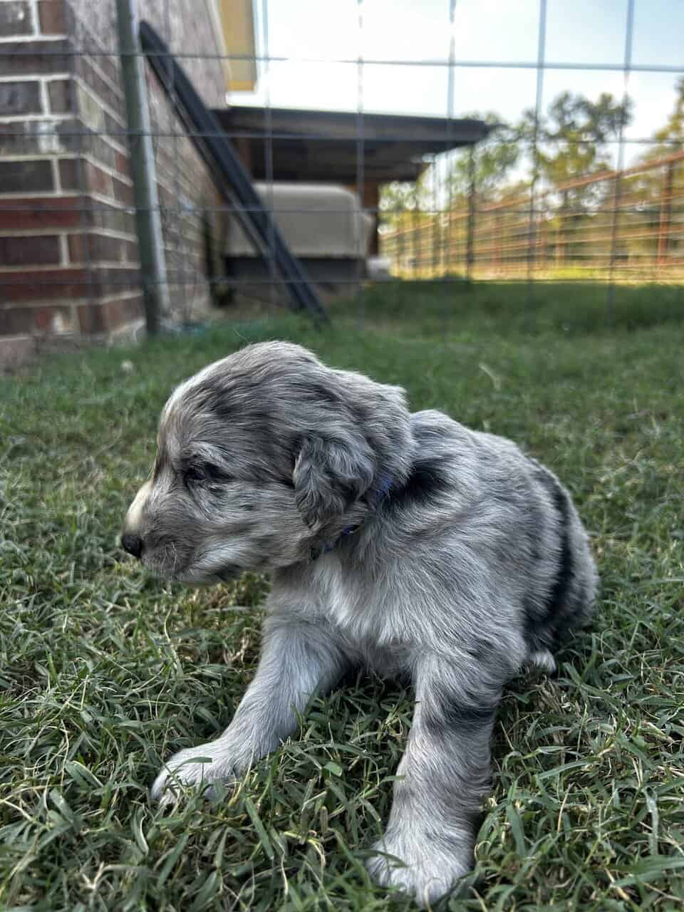 Golden Aussie (blue) image 4