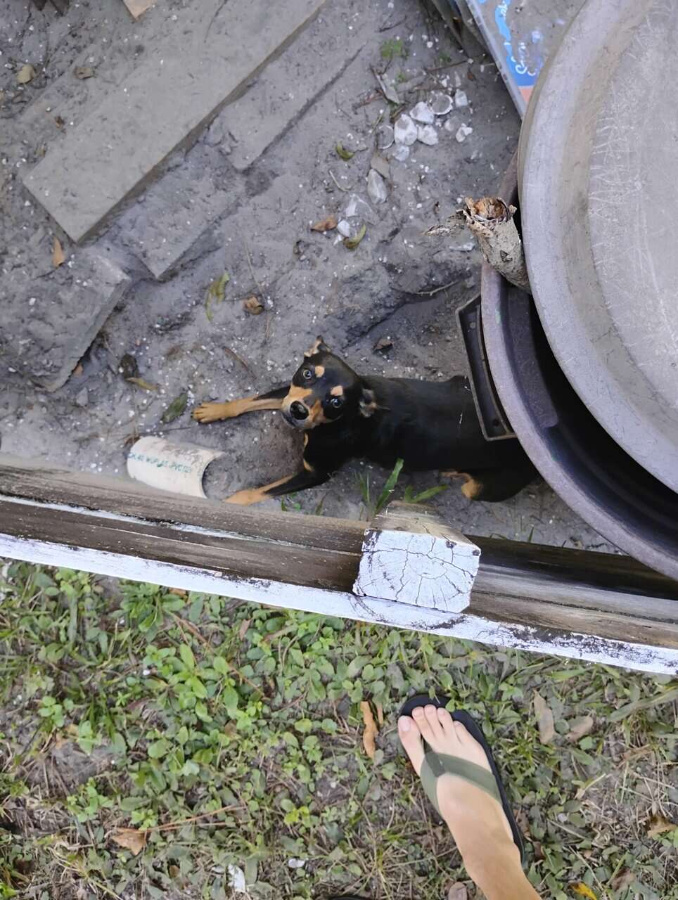 Chihuahua image 1