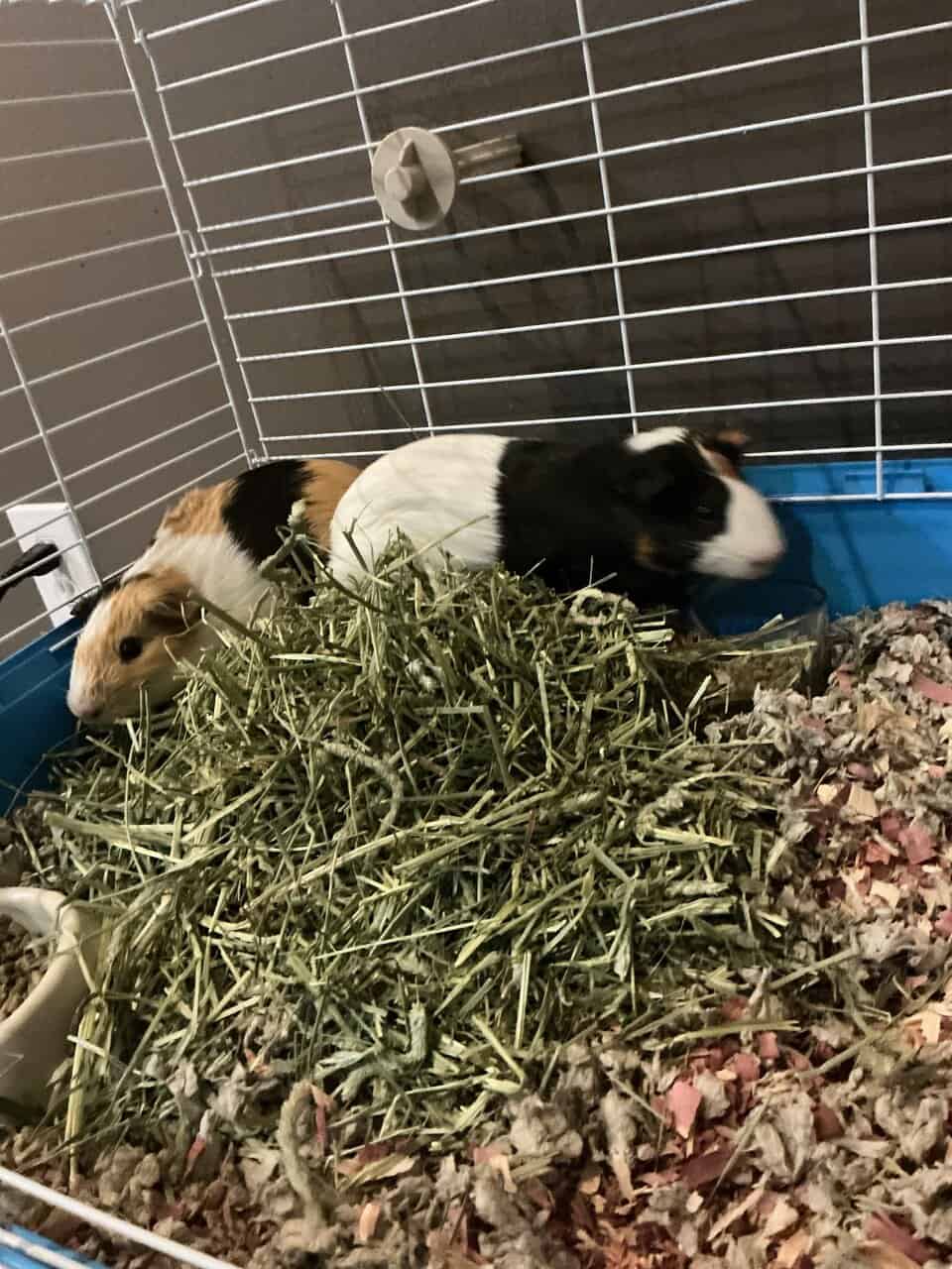 2 Male Guineas Pigs~ Cage + Full Setup image 4