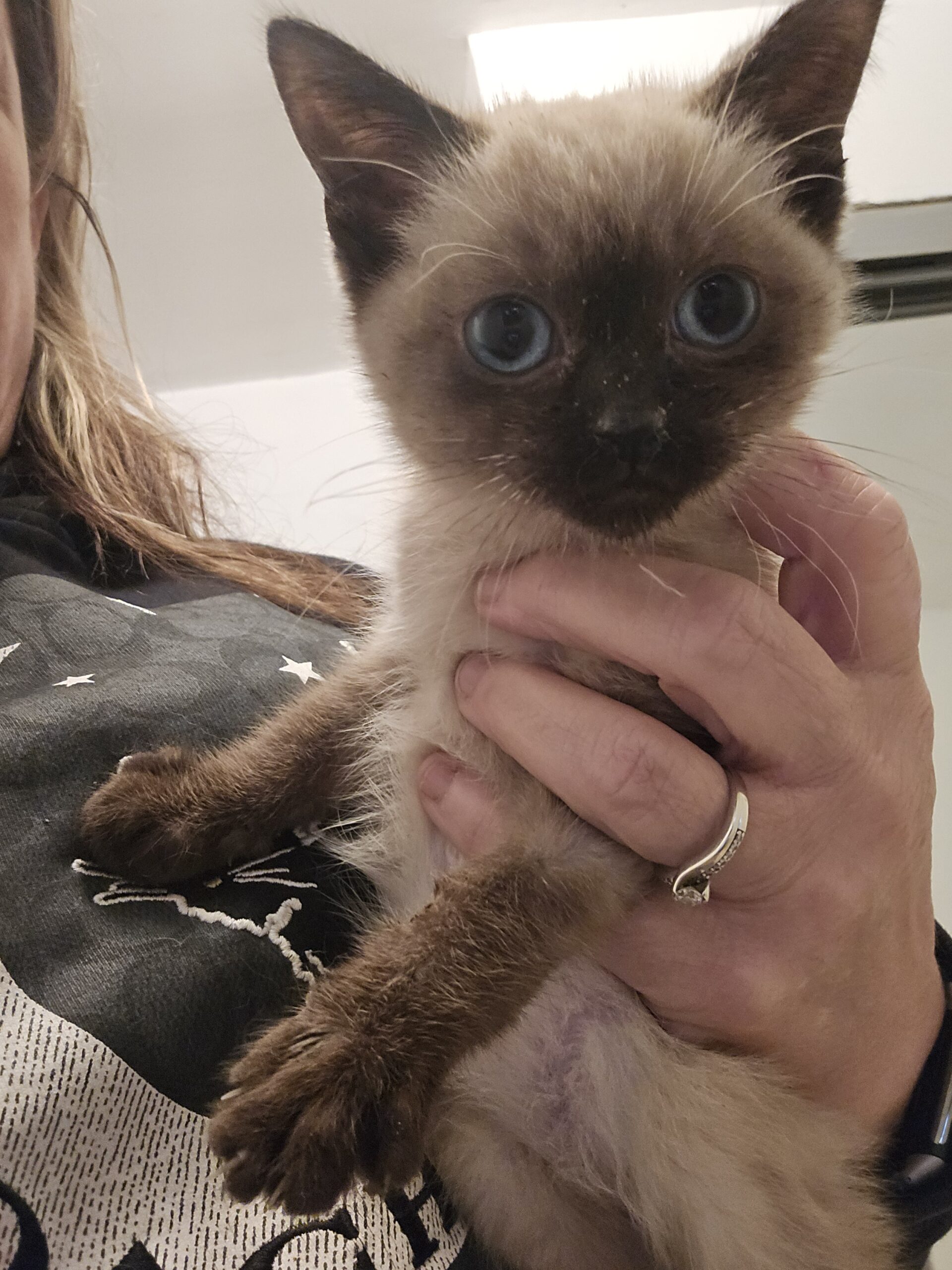 Siamese kittens image 7