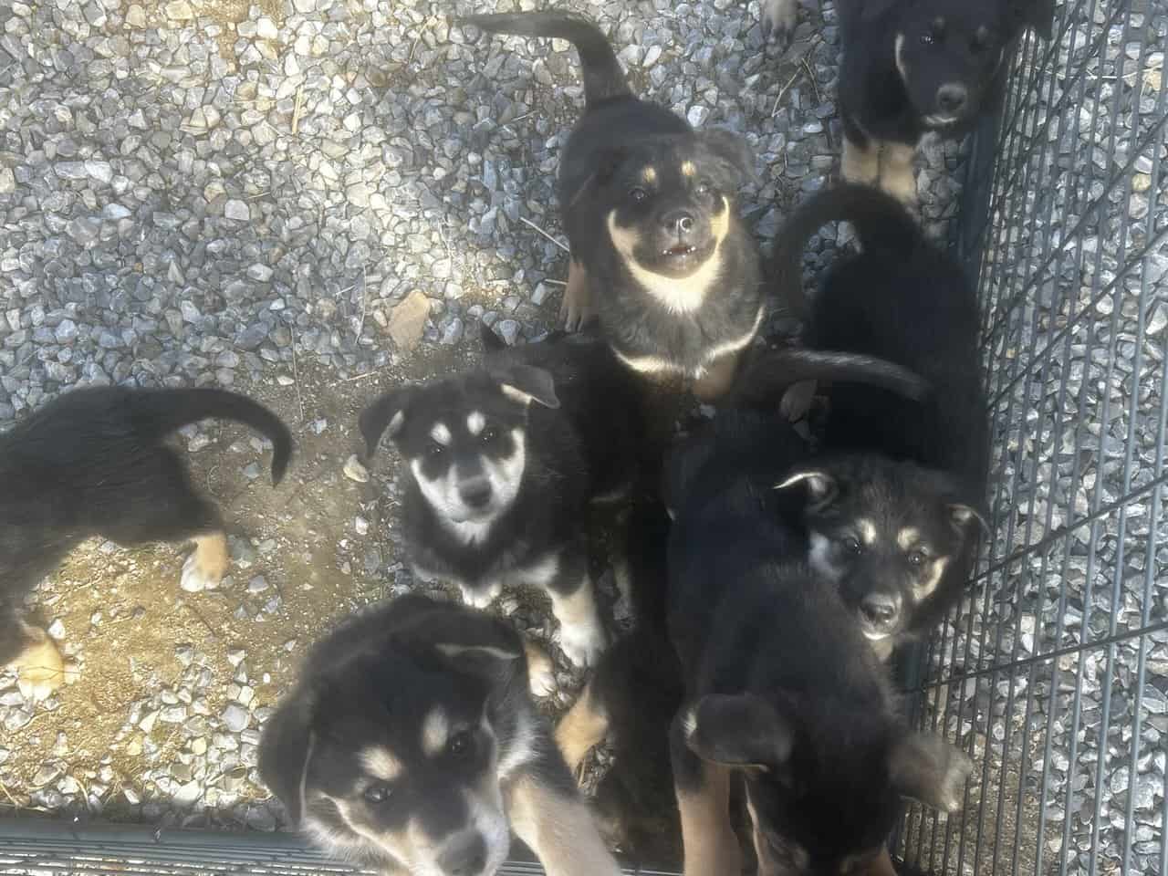 8 puppiess for free image 1