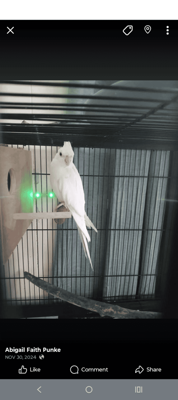 1 1/2 year old albino cockatiel female. image 2