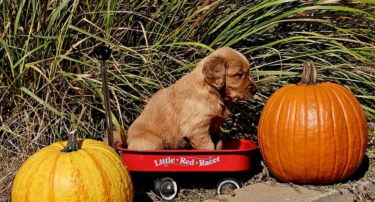 DARK RED AKC GOLDEN RETRIEVER PUPPIES image 8