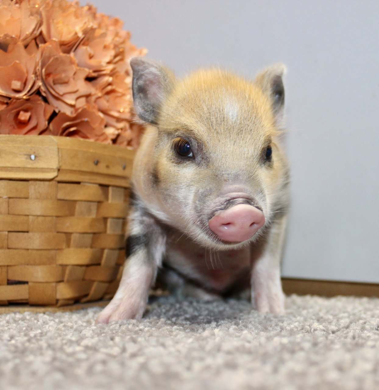 Wilbur Male Mini Pot Belly Pig