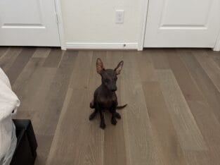 Miniature xoloitzcuintli