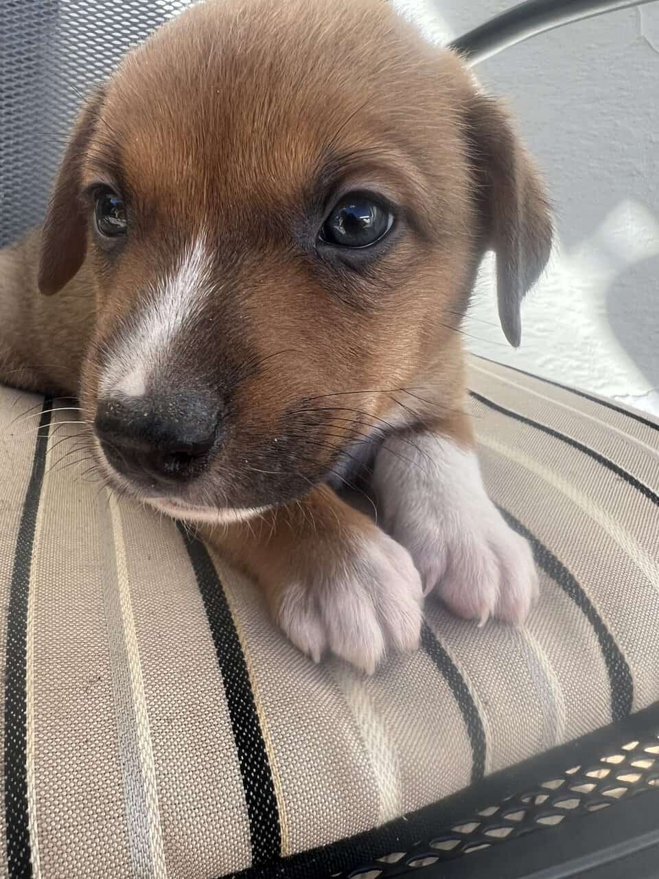 Ranch Pup -Boy 3 image 2