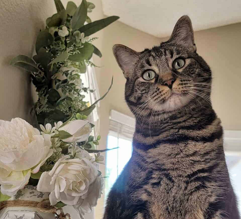 5 foster cats looking for forever homes! image 5