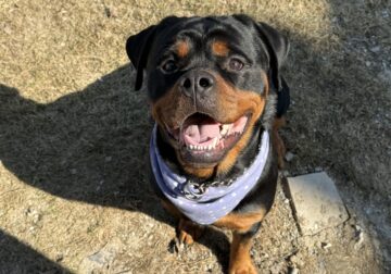 German Rottweiler stud