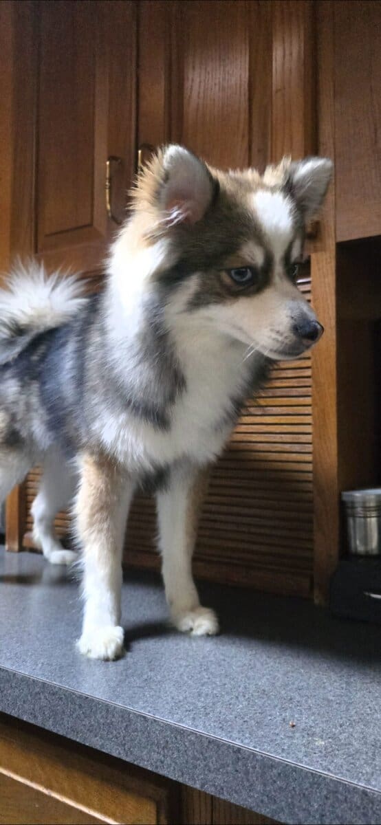 💙 Pomsky Lovers — Rare Opportunity, Unbeatable Pr image 7