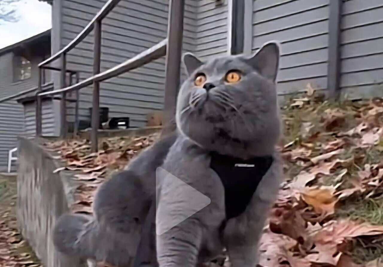 Smokey needs a quiet home. image 1