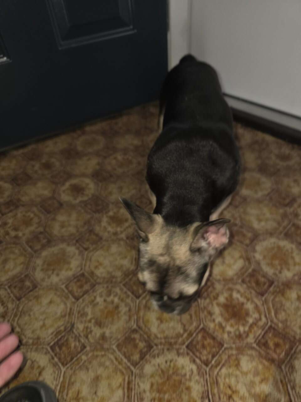 French Bull dog puppies for sale image 5