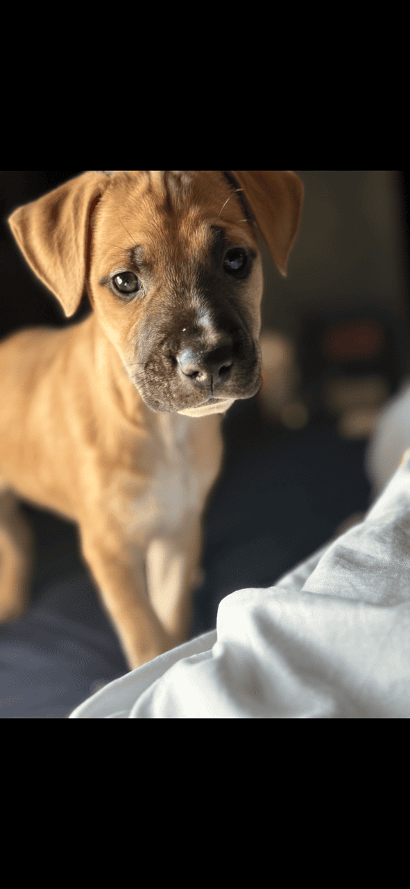 Puppies ready for new home ( black mouth cur/ pit image 6