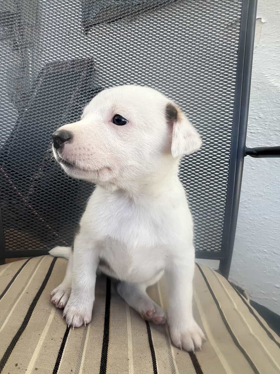 Ranch Pup- Girl 3 image 3