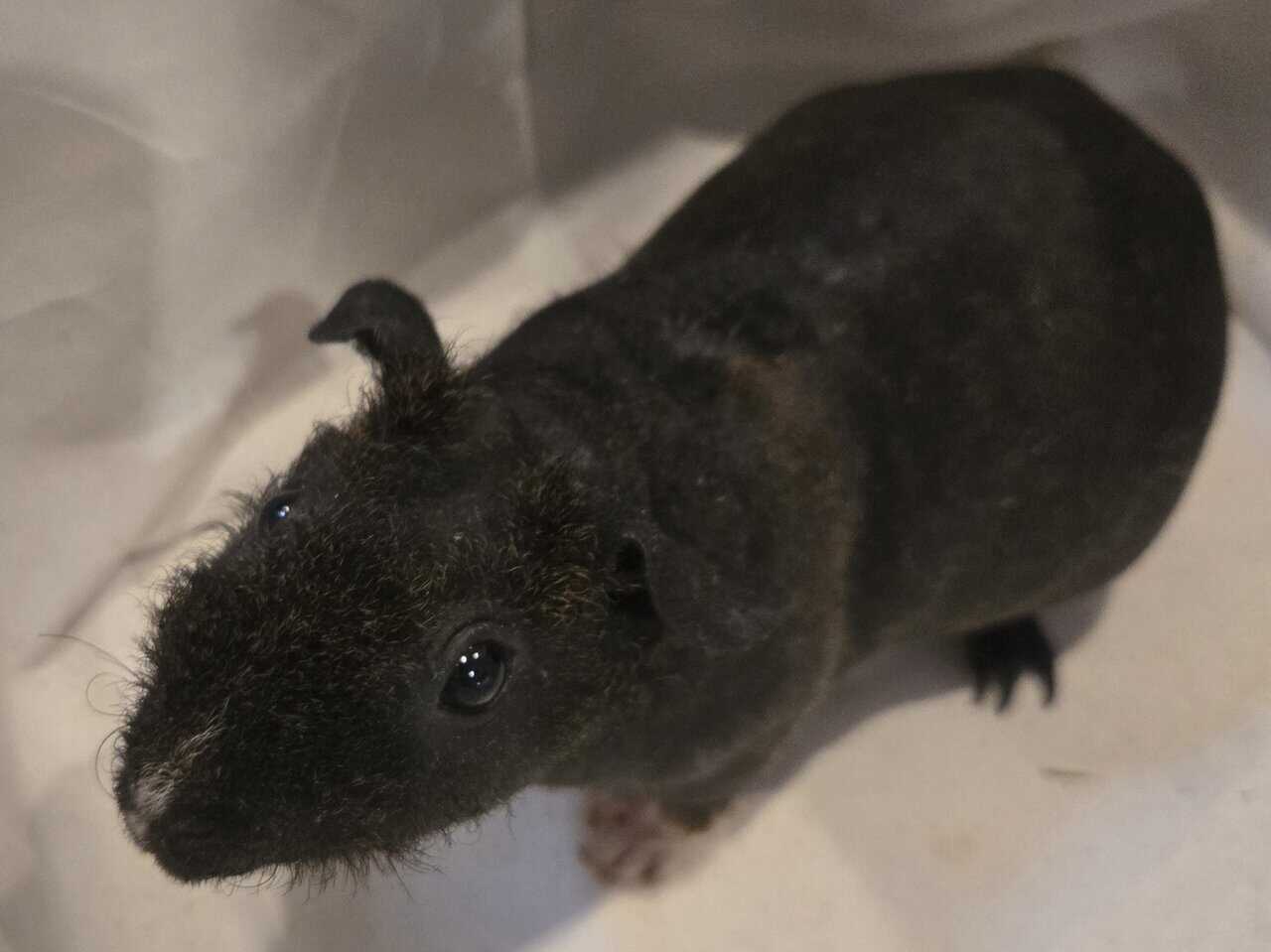 Skinny Pigs image 9