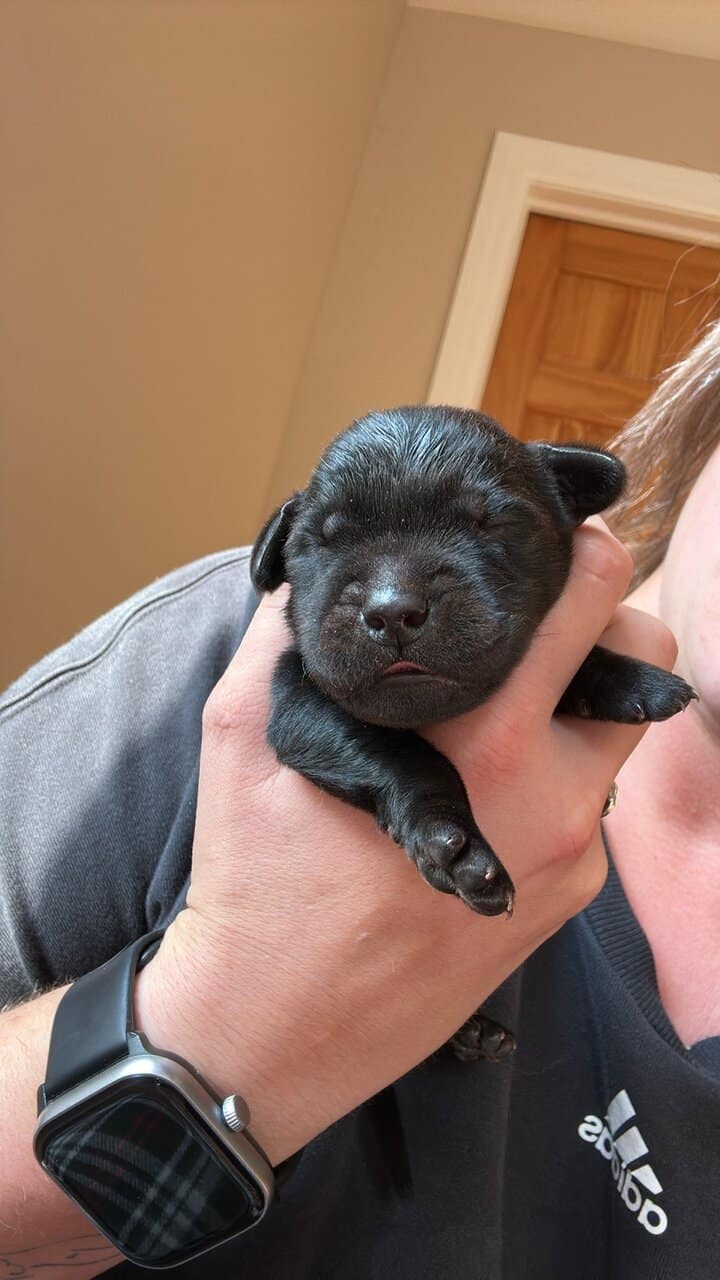 Goldador puppies image 1