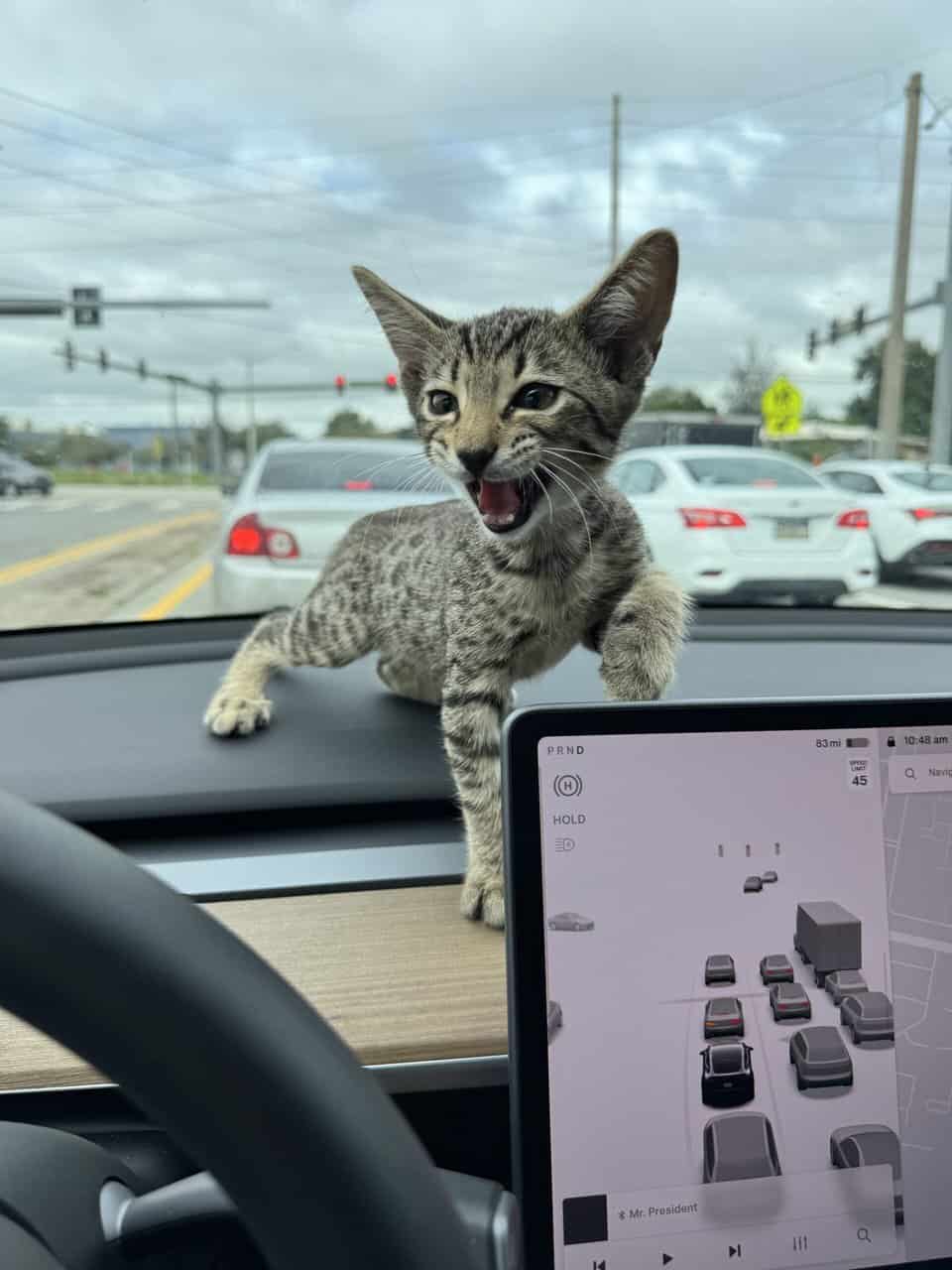 Savannah Tabby image 4