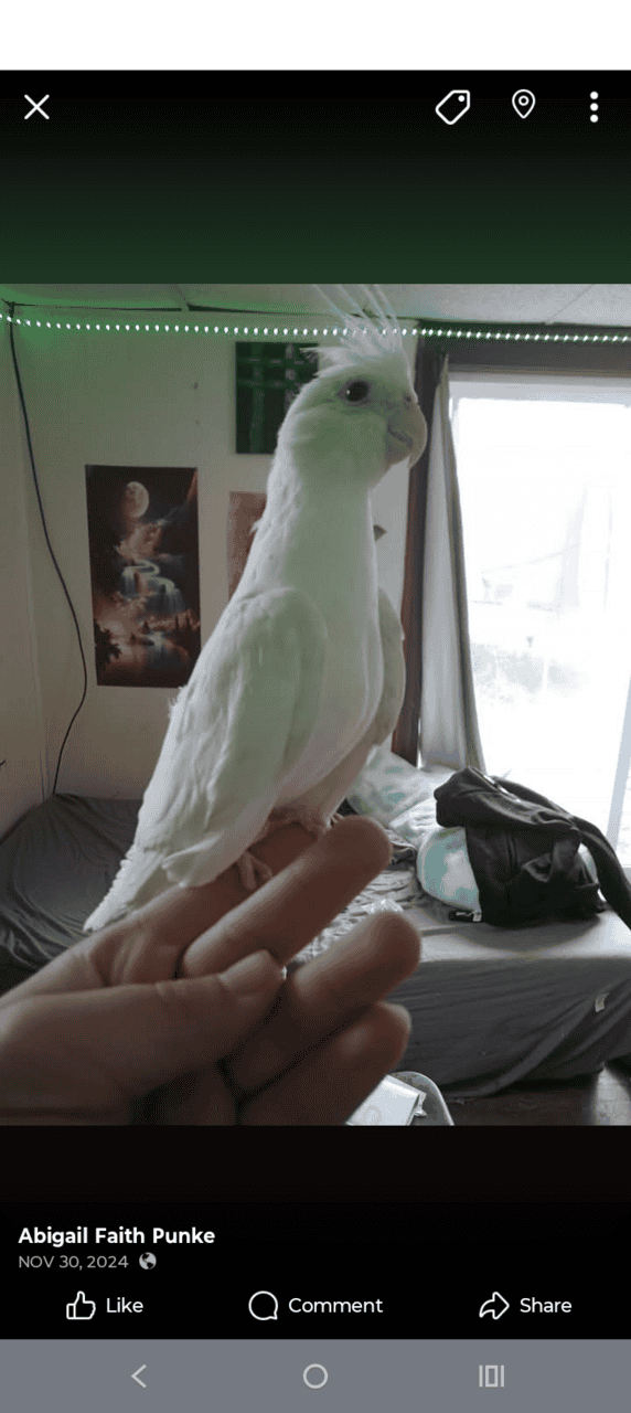 1 1/2 year old albino cockatiel female. image 1