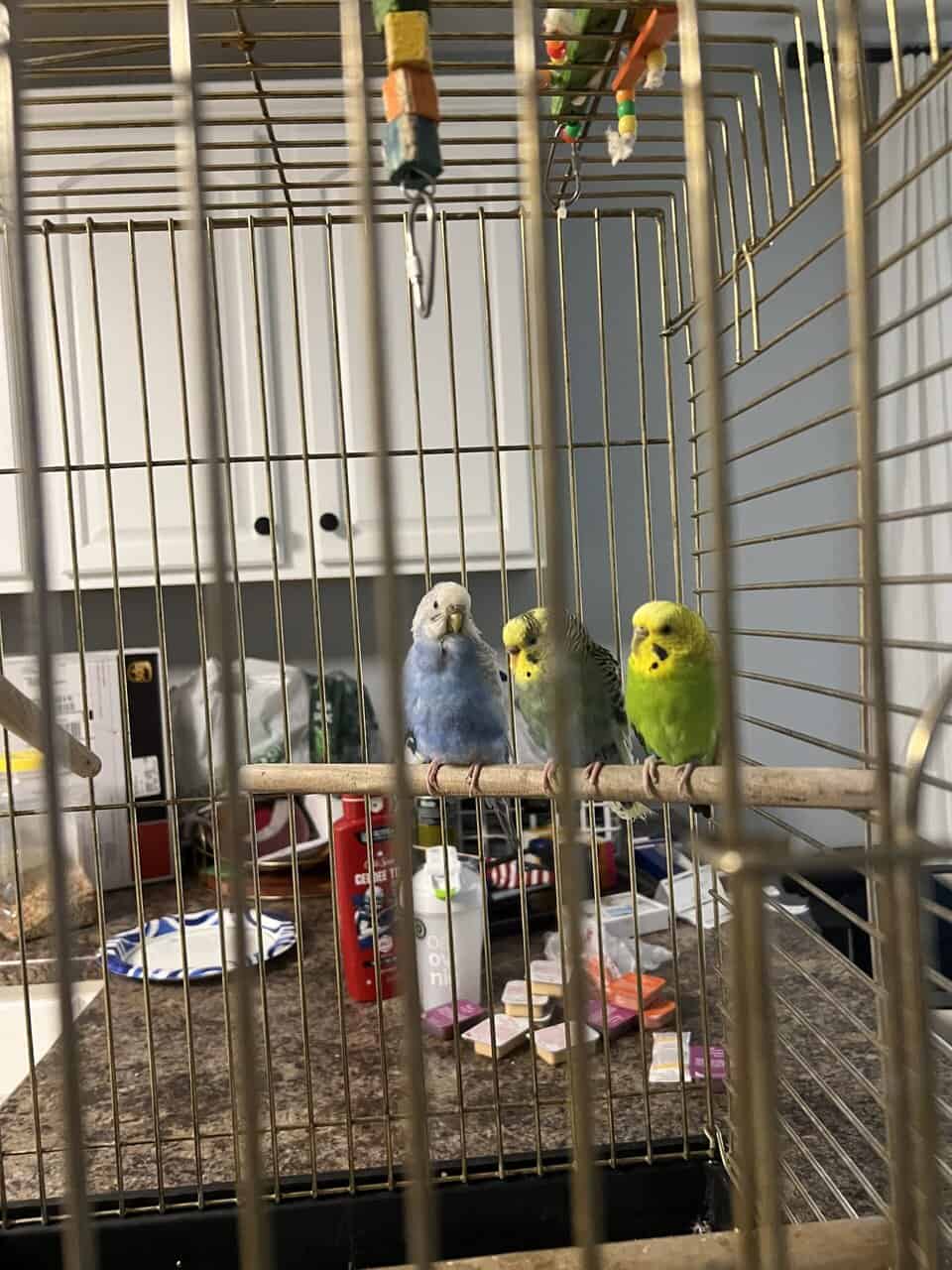 3 budgie parakeets image 1