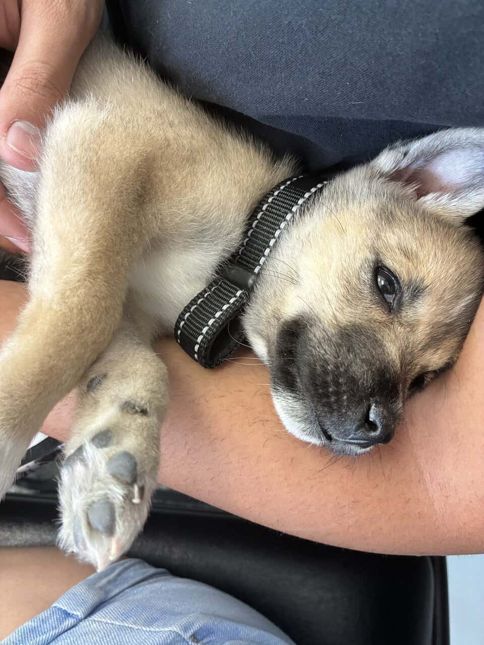 Rehoming Husky Mix image 1