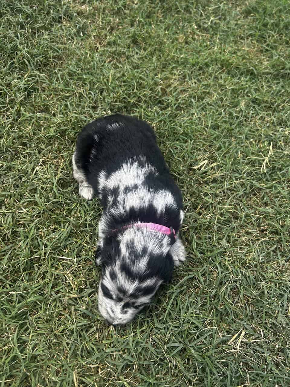 Golden Aussie (pink) image 6