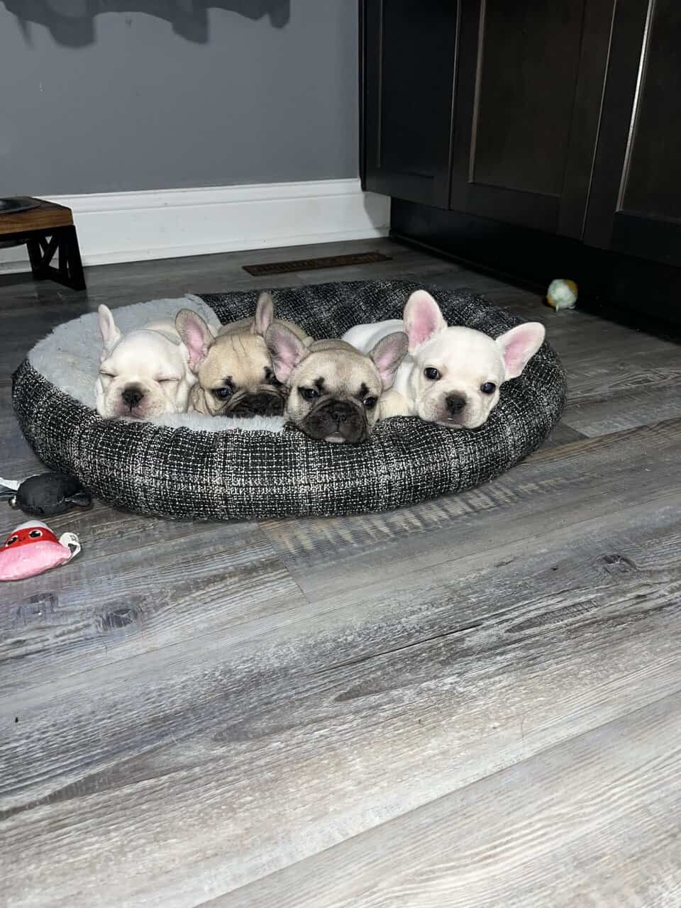 French bulldog puppies image 2