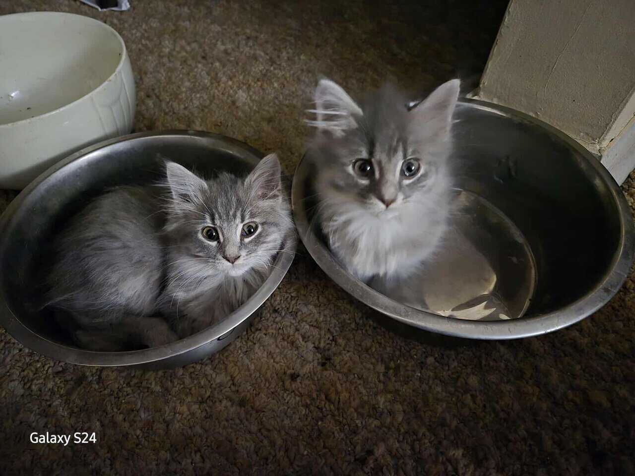 Maine Coon Kittens and cat's image 1