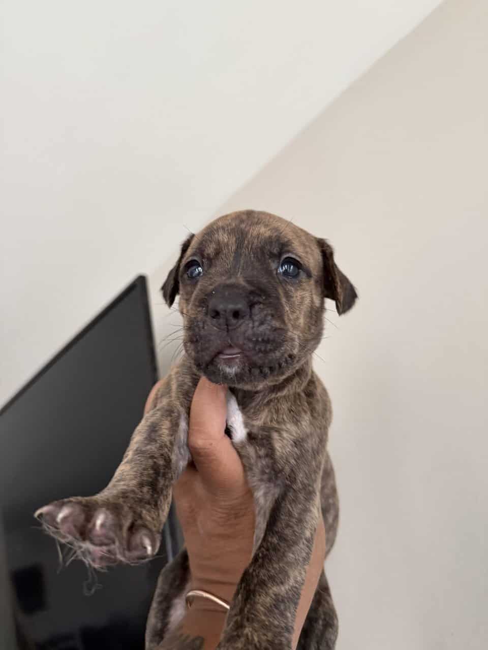 Puppies looking for new home (Males) image 7