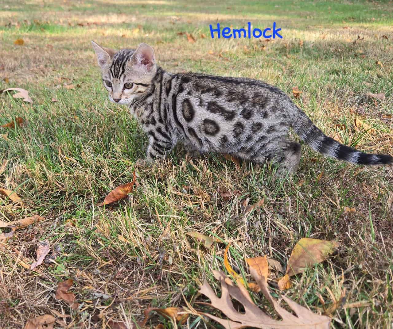 Hemlock image 6