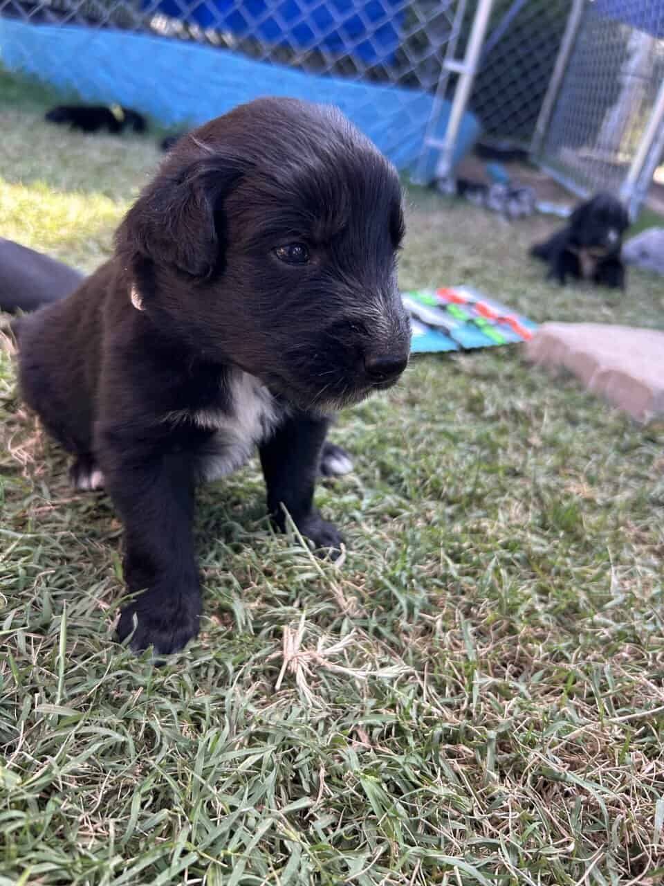 Golden Aussie (tan) image 2