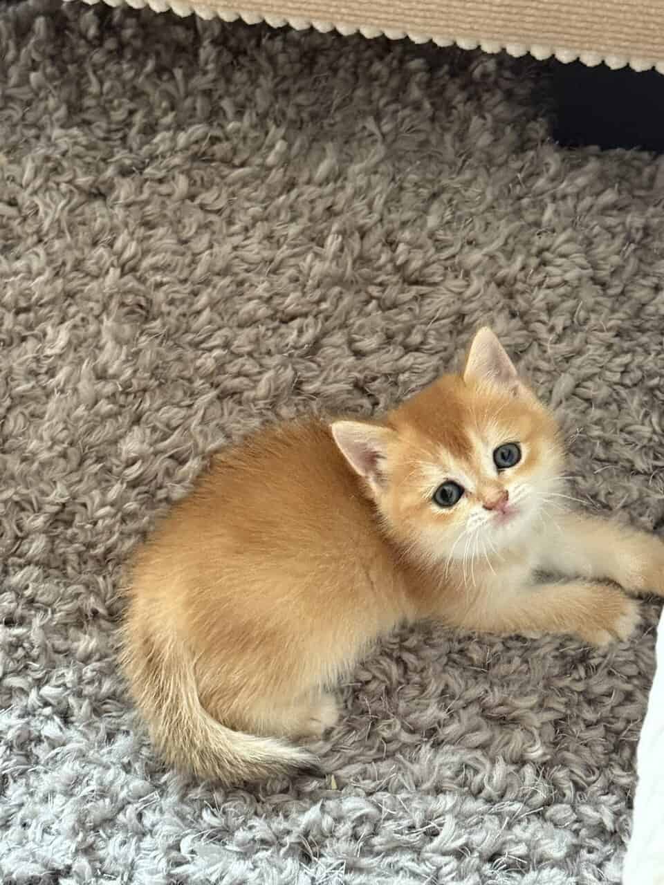 Scottish fold image 6