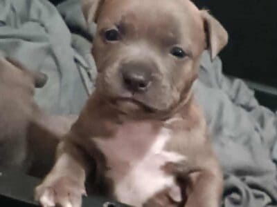 Adorable Staffordshire Puppies