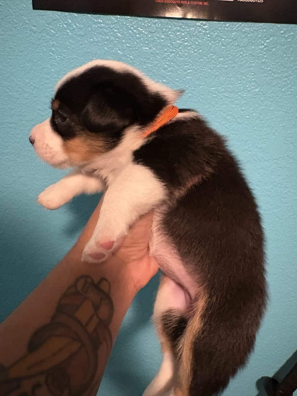 Pembroke Corgi Puppies image 4