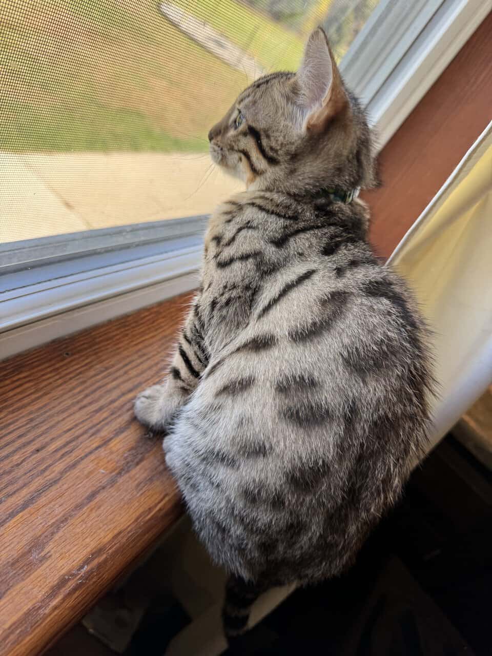 Beautiful Bengal Kittens image 15