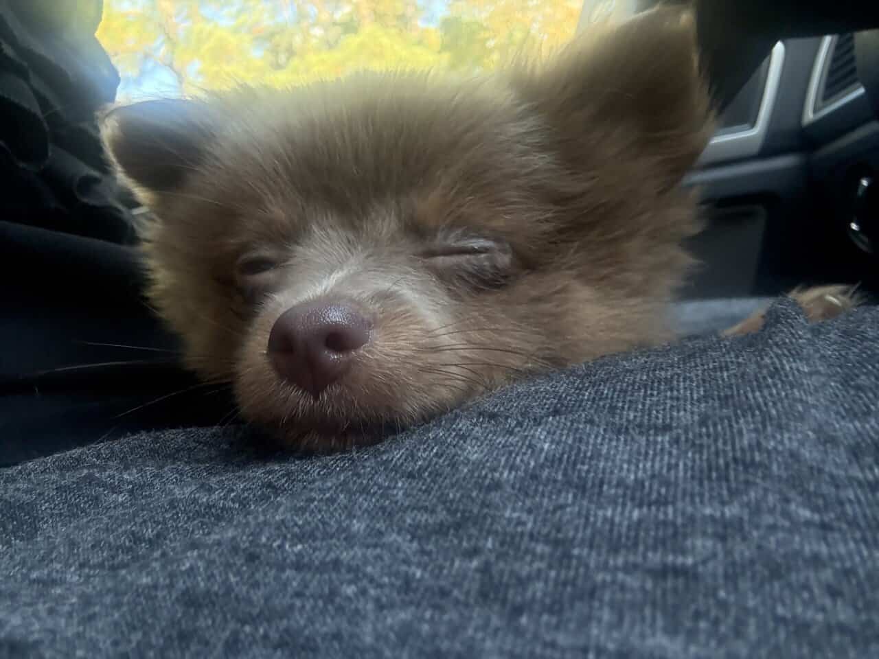 Only one pup left! image 2