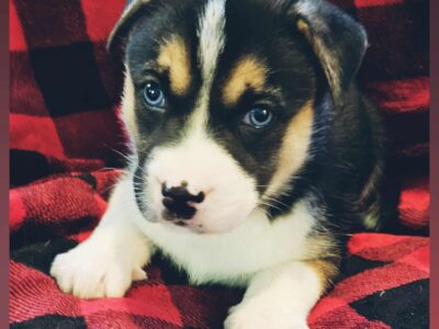 Aussie husky female puppy 7 weeks