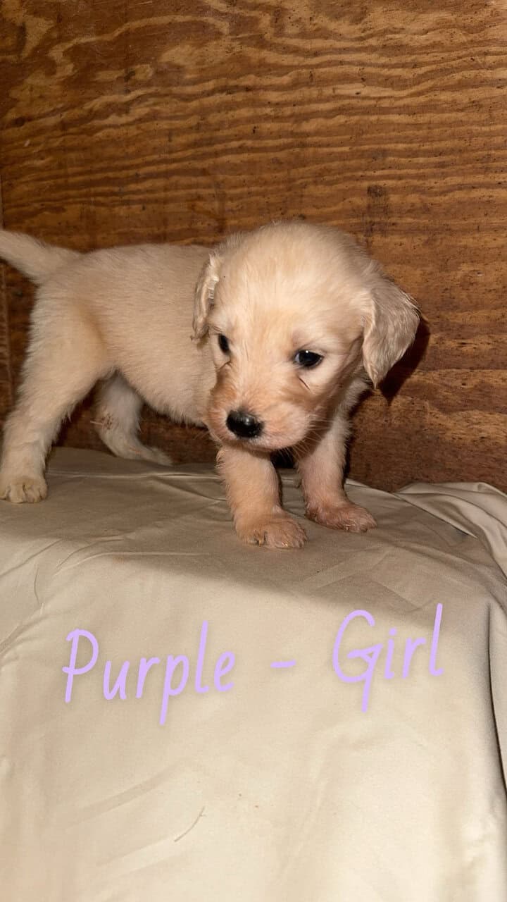 F1 Goldendoodle Puppies image 8