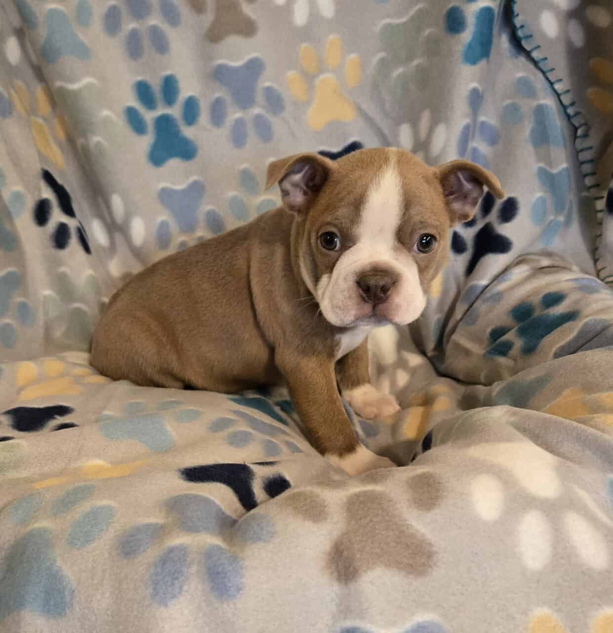 Boston Terriers image 3