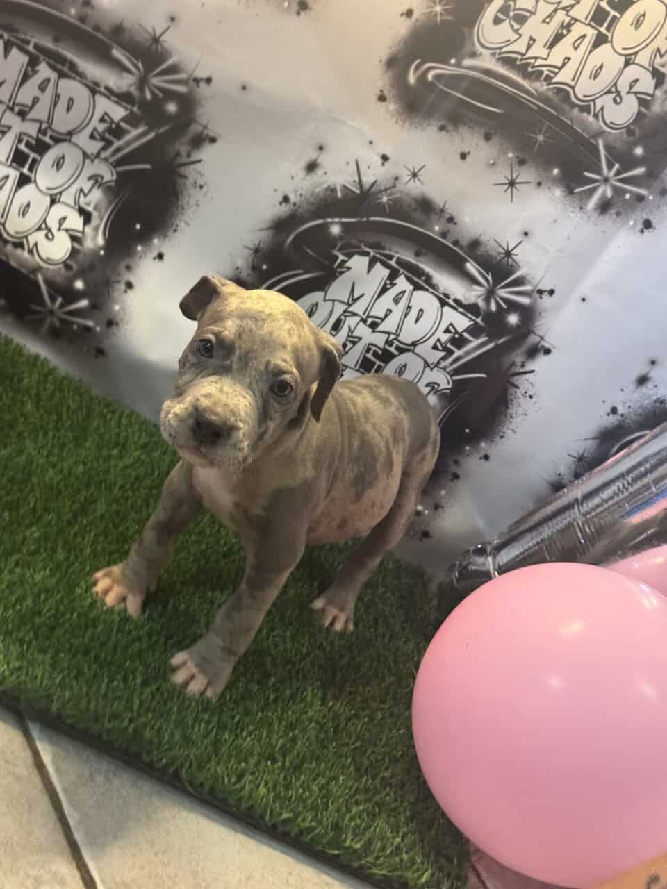Rehome Puppies 🩷 image 2