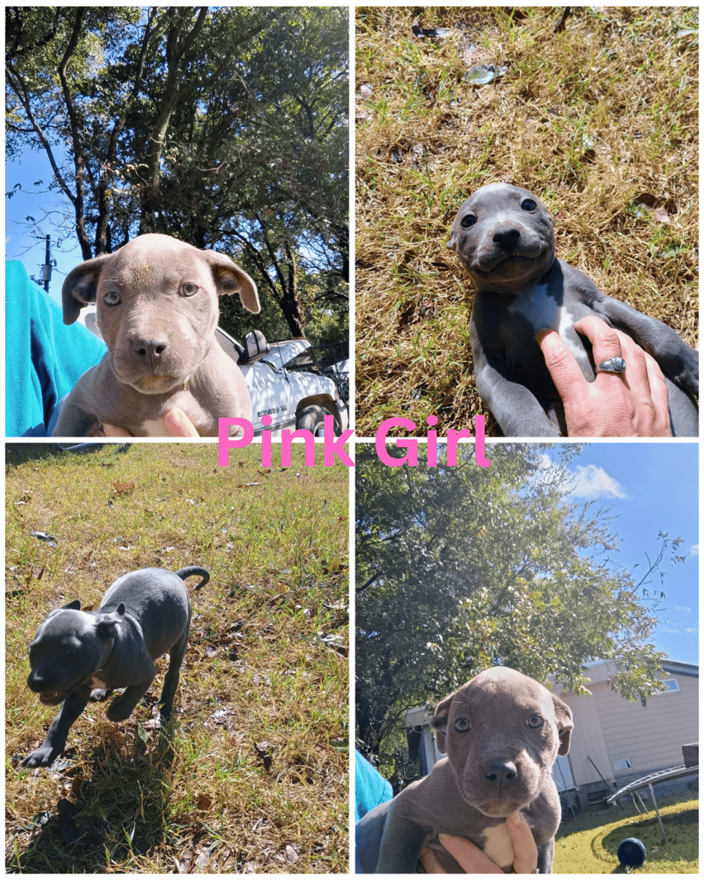 Blue nose Pitbull puppies image 5