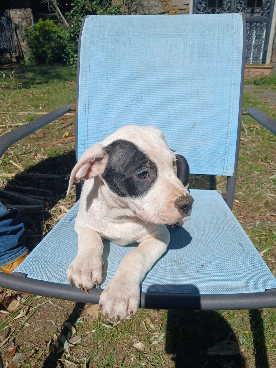 Hulk, American Pit Bull Terrier Puppy image 8