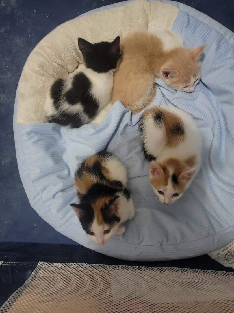 Nice Kittens image 3